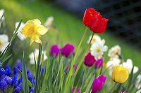 200px-Colorful_spring_garden